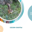 С 15 октября в Омской области стартует сезон охоты на пушных животных