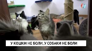 Новости «Омск-ТВ» от 31.03.2021