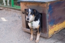 В Омске бездомных животных будут отлавливать и отдавать в приюты