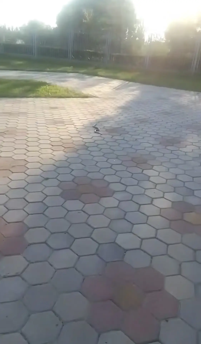 В омском парке «Птичья гавань» заметили крупную змею