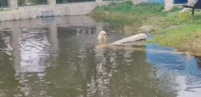 Медведица Думка открыла купальный сезон в Большереченском зоопарке