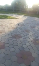 В омском парке «Птичья гавань» заметили крупную змею