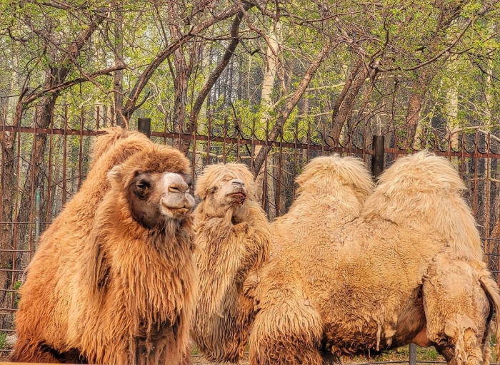 В Большереченский зоопарк привезли пару двугорбых верблюдов