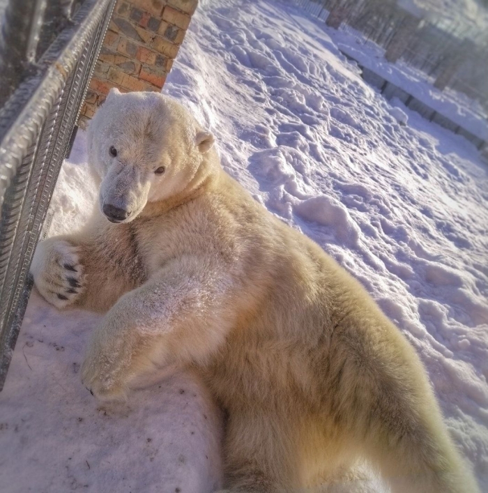 Празднование Масленицы и Дня полярного медведя