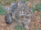 Дальневосточный кот Василий из Большереченского зоопарка обзавелся новыми соседями
