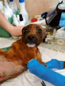 На окраине Омска нашли изрезанного щенка