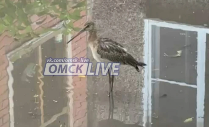 В омском дворе на Коммунальной поселился дикий кулик: Минприроды просит его не трогать