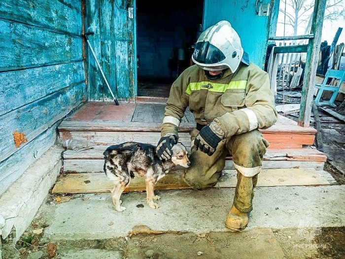 Огнеборцы спасли из пожара собаку