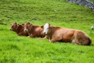 Побочные продукты животноводства: в чем опасность для окружающей среды?