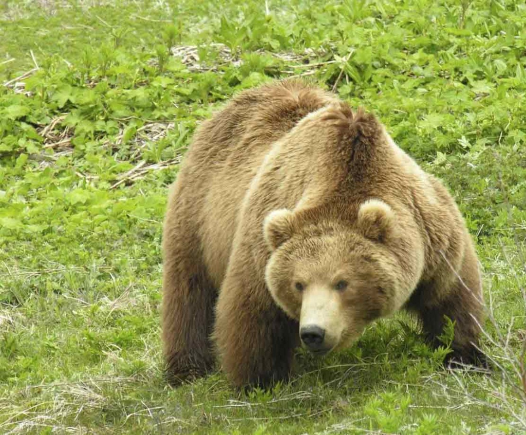 Описание фотографии камчатский бурый медведь 5 класс русский язык