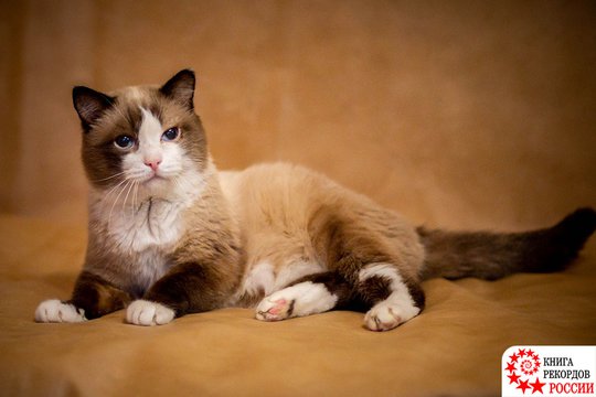 В Тюмени умер самый старый кот России