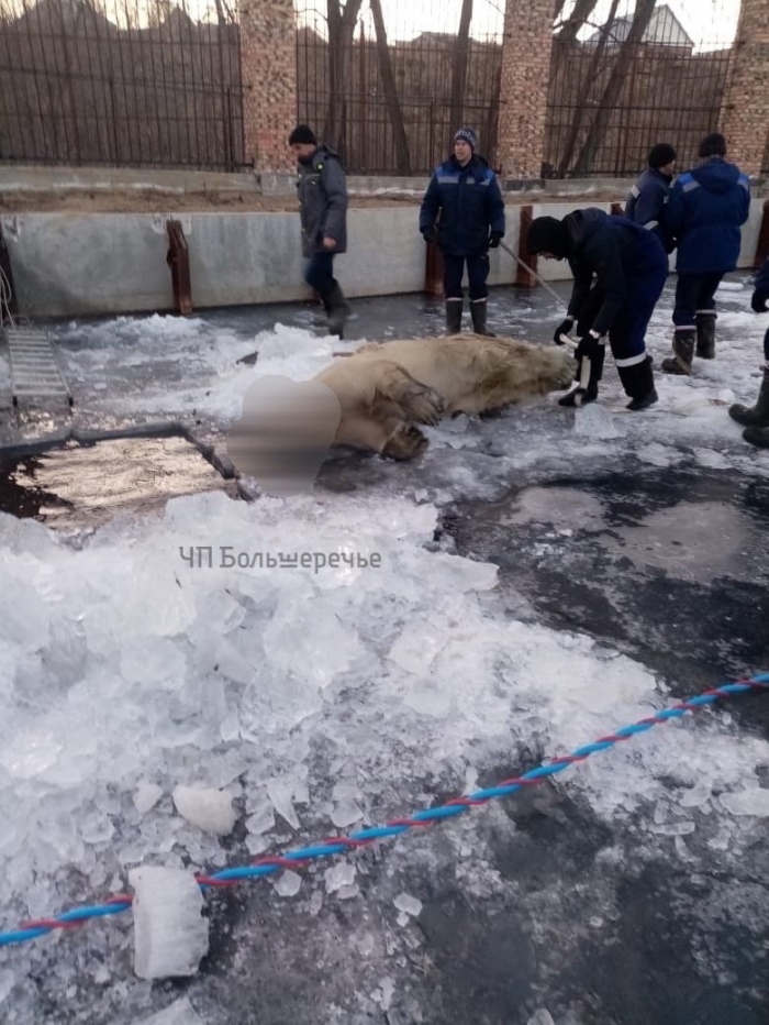 Погибла белая медведица Забава Погибла белая медведица Забава