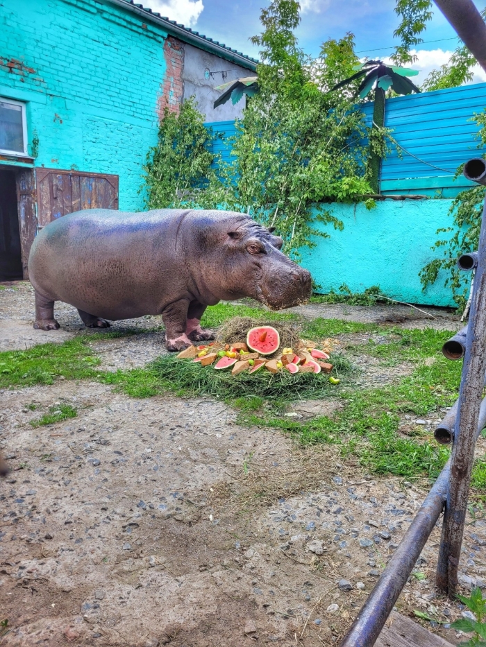 1 июля в Большереченском зоопарке отметили 35-летие бегемота Кёнига