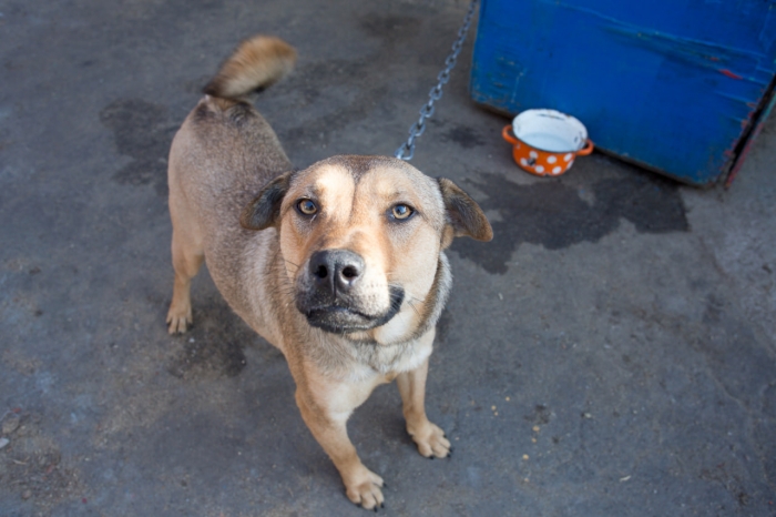 В Омской области еще одна домашняя собака заразилась бешенством