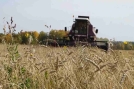 В Омской области уборочная кампания началась раньше обычного В Омской области уборочная кампания началась раньше обычного