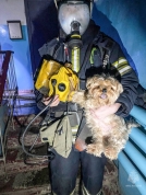 В Омске пожарные спасли трех человек и собаку