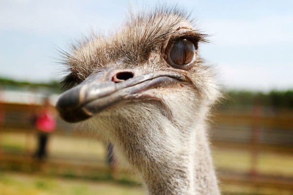 Страусиная ферма «Омский страус» объявила о возможном закрытии