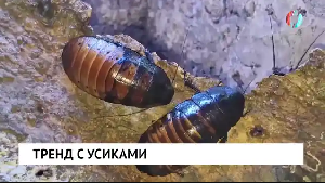 Новости от 11.11.2025 Новости от 11.11.2025